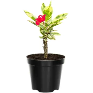 Euphorbia Milii Plant, Rare Crown Of Thorn Plant 4 Inches Potted, Variegated Euphorbia Flowering Cactus Plant