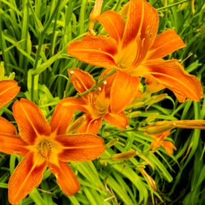 5 Daylily Bulbs, Daylily Perennial Cold Hardy Bare Roots, Flower Plant Live Bare Roots