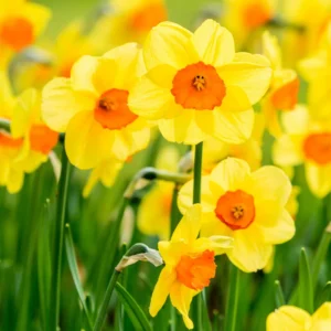 Daffodil Bulbs, 10 Flower Bulbs, Daffodils Flowers Bulbs For Spring To Fall Planting, Large Bulbs