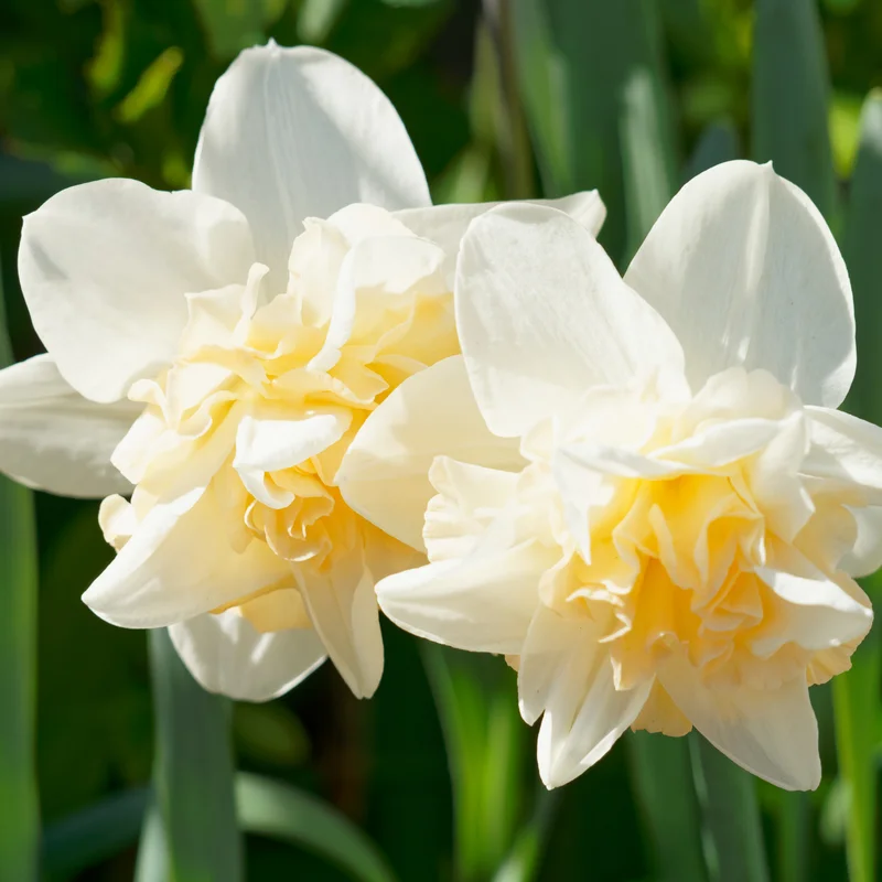 Daffodil Bulbs, 10 Flower Bulbs, Daffodils Flowers Bulbs For Spring To Fall Planting, Large Bulbs