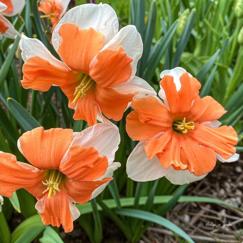 Daffodil Bulbs, 10 Flower Bulbs, Daffodils Flowers Bulbs For Spring To Fall Planting, Large Bulbs