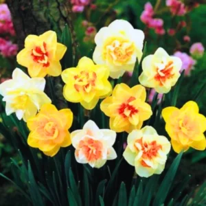 Daffodil Bulbs, 10 Flower Bulbs, Daffodils Flowers Bulbs For Spring To Fall Planting, Large Bulbs