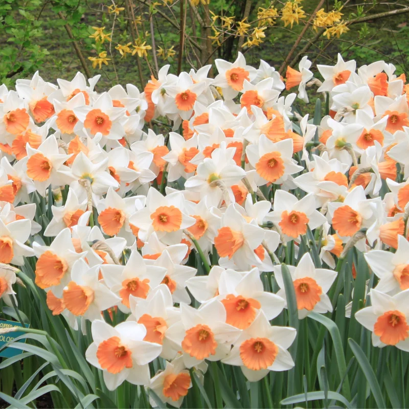 Daffodil Bulbs, 10 Flower Bulbs, Daffodils Flowers Bulbs For Spring To Fall Planting, Large Bulbs