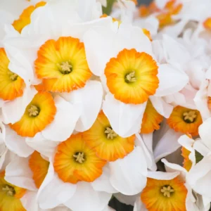 Daffodil Bulbs, 10 Flower Bulbs, Daffodils Flowers Bulbs For Spring To Fall Planting, Large Bulbs