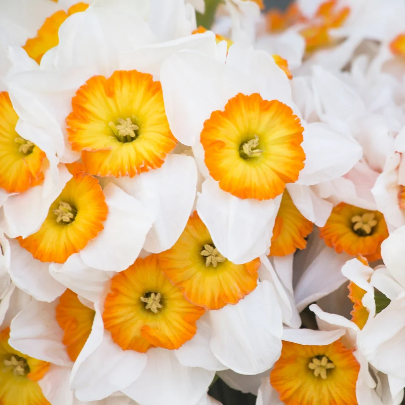 Daffodil Bulbs, 10 Flower Bulbs, Daffodils Flowers Bulbs For Spring To Fall Planting, Large Bulbs