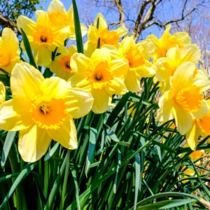 Daffodil Bulbs, 10 Flower Bulbs, Daffodils Flowers Bulbs For Spring To Fall Planting, Large Bulbs