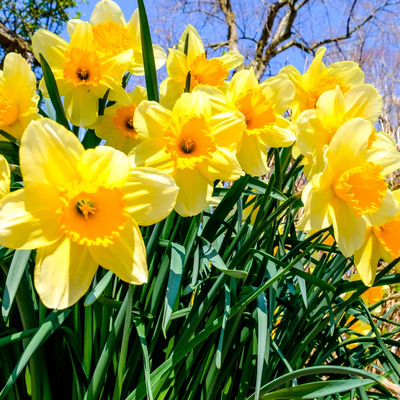 Daffodil Bulbs, 10 Flower Bulbs, Daffodils Flowers Bulbs For Spring To Fall Planting, Large Bulbs