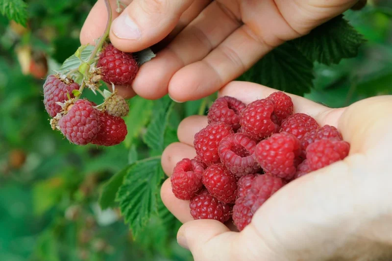 Ripe raspberries are picked, growing glencoe raspberry in containers
