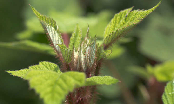 glencoe raspberry canes, the young shoots and leaves of a raspberry plant