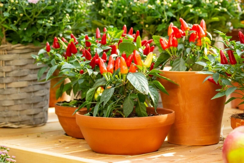 ripen chili peppers in containers