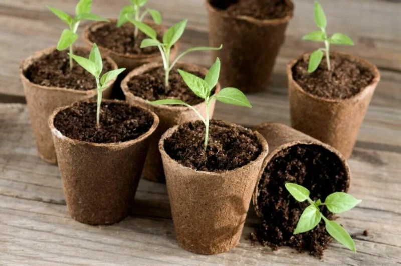 chili seedlings