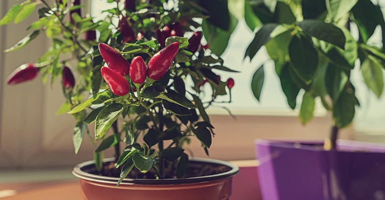 Growing chili peppers in containers, chili peppers in pots