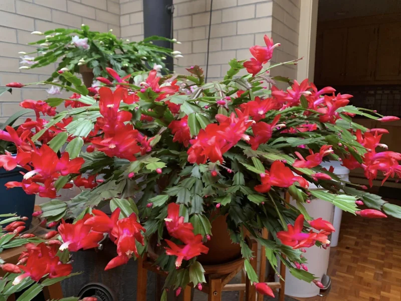 Thanksgiving Cactus bloom