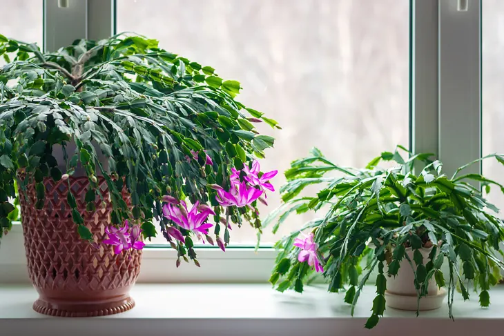 thanksgiving cactus care