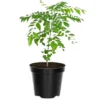 Curry Leaf Plant Live – Murraya Koenigii Sweet Neem Tree 5-9 Inch Tall in 4-Inch Pot, Perfect for Home Gardening and Fresh Curry Leaves