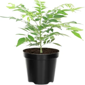 Live Murraya Koenigii Curry Leaf Tree – 5-9 Inch Sweet Neem Bush in 4-Inch Pot, Great for Growing Fresh Curry Leaves in Gardens