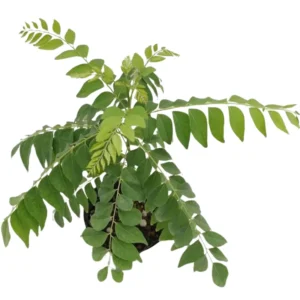 Live Murraya Koenigii Curry Leaf Tree – 5-9 Inch Sweet Neem Bush in 4-Inch Pot, Great for Growing Fresh Curry Leaves in Gardens