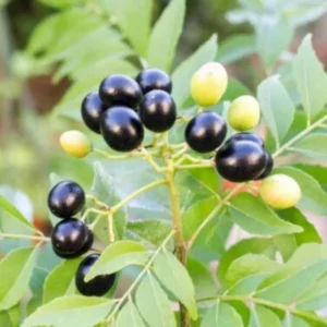 Live Murraya Koenigii Curry Leaf Tree – 5-9 Inch Sweet Neem Bush in 4-Inch Pot, Great for Growing Fresh Curry Leaves in Gardens