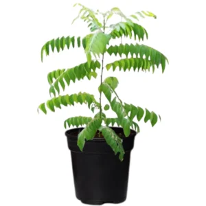 Curry Leaf Plant Live – 8-12 Inch Murraya Koenigii Sweet Neem Tree in 4-Inch Pot, Perfect for Fresh Curry Leaves and Culinary Uses