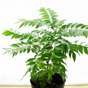 Curry Leaf Plant Live – 8-12 Inch Murraya Koenigii Sweet Neem Tree in 4-Inch Pot, Perfect for Fresh Curry Leaves and Culinary Uses