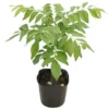 Curry Leaves Plant Live – 5-9 Inch Sweet Neem Murraya Koenigii Tree in Compact 4-Inch Pot, Ideal for Indoor or Outdoor Herb Gardens