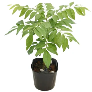 Curry Leaves Plant Live – 5-9 Inch Sweet Neem Murraya Koenigii Tree in Compact 4-Inch Pot, Ideal for Indoor or Outdoor Herb Gardens