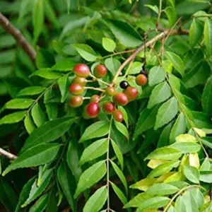 Murraya Koenigii Curry Leaf Plant Live – Sweet Neem Tree 8-12 Inch Tall in 4-Inch Pot for Gardening and Herb Growing