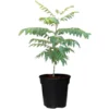 Live Curry Leaf Tree – 8-12 Inch Murraya Koenigii Sweet Neem Bush in 4-Inch Pot, Excellent for Home Herb Gardens, Fresh Leaves Cultivation