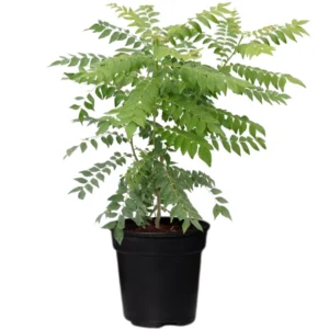 Murraya Koenigii Curry Leaf Plant Live – 14-16 Inch Sweet Neem Tree in Half-Gallon Pot, Ideal for Culinary Herbs and Home Gardens