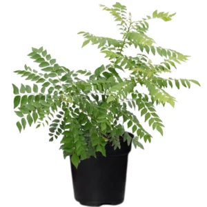 Murraya Koenigii Curry Leaf Plant Live – 14-16 Inch Sweet Neem Tree in Half-Gallon Pot, Ideal for Culinary Herbs and Home Gardens