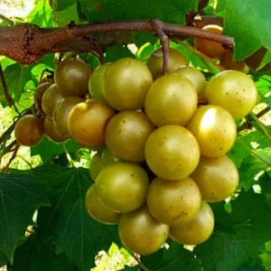 Live Muscadine Grape Vine, 8-12 Inch Tall, Perfect Grape Plant for Growing Fresh Muscadine Grapes, Hardy Grape Vine for Outdoor Gardens