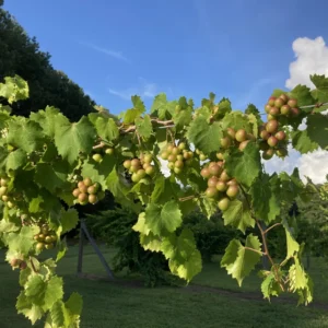 Live Muscadine Grape Vine, 8-12 Inch Tall, Perfect Grape Plant for Growing Fresh Muscadine Grapes, Hardy Grape Vine for Outdoor Gardens