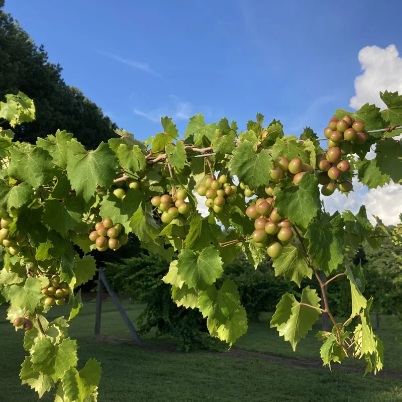 Live Muscadine Grape Vine, 8-12 Inch Tall, Perfect Grape Plant for Growing Fresh Muscadine Grapes, Hardy Grape Vine for Outdoor Gardens