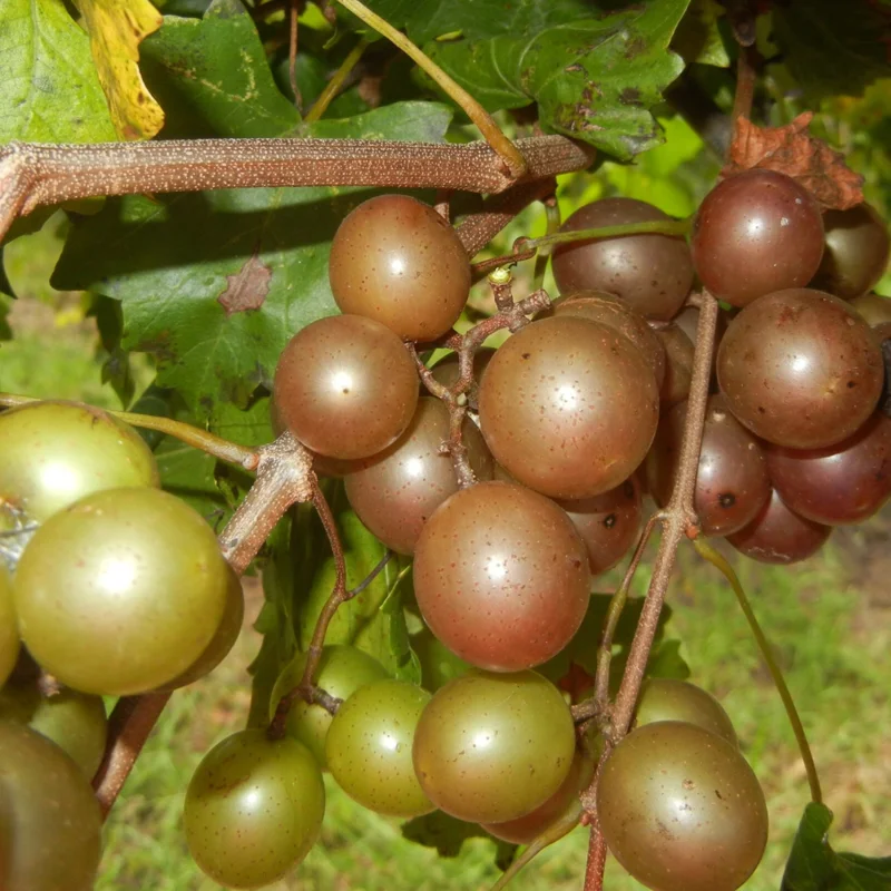 Live Muscadine Grape Vine, 8-12 Inch Tall, Perfect Grape Plant for Growing Fresh Muscadine Grapes, Hardy Grape Vine for Outdoor Gardens
