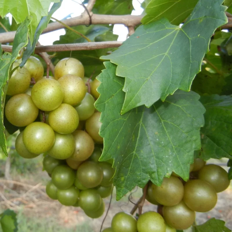 Live Muscadine Grape Vine, 8-12 Inch Tall, Perfect Grape Plant for Growing Fresh Muscadine Grapes, Hardy Grape Vine for Outdoor Gardens