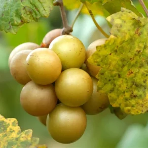 Live Muscadine Grape Vine, 8-12 Inch Tall, Perfect Grape Plant for Growing Fresh Muscadine Grapes, Hardy Grape Vine for Outdoor Gardens