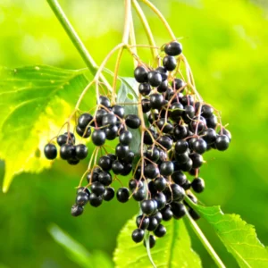 American Elderberry Cuttings Live for Planting, 6-10 Inch Tall, Black Elderberry Fruit Tree, Elderberry Cuttings for Home Gardening and Landscaping