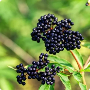 American Elderberry Cuttings Live for Planting, 6-10 Inch Tall, Black Elderberry Fruit Tree, Elderberry Cuttings for Home Gardening and Landscaping