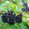 5 American Elderberry Cuttings Live for Planting, 6-10 Inch Tall, Black Elderberry Fruit Tree, Perfect for Growing Elderberry Bushes