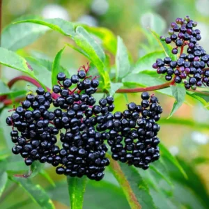 5 American Elderberry Cuttings Live for Planting, 6-10 Inch Tall, Black Elderberry Fruit Tree, Perfect for Growing Elderberry Bushes