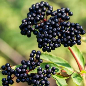 5 American Elderberry Cuttings Live for Planting, 6-10 Inch Tall, Black Elderberry Fruit Tree, Perfect for Growing Elderberry Bushes