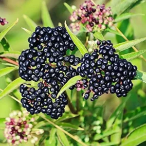 5 American Elderberry Cuttings Live for Planting, 6-10 Inch Tall, Black Elderberry Fruit Tree, Perfect for Growing Elderberry Bushes