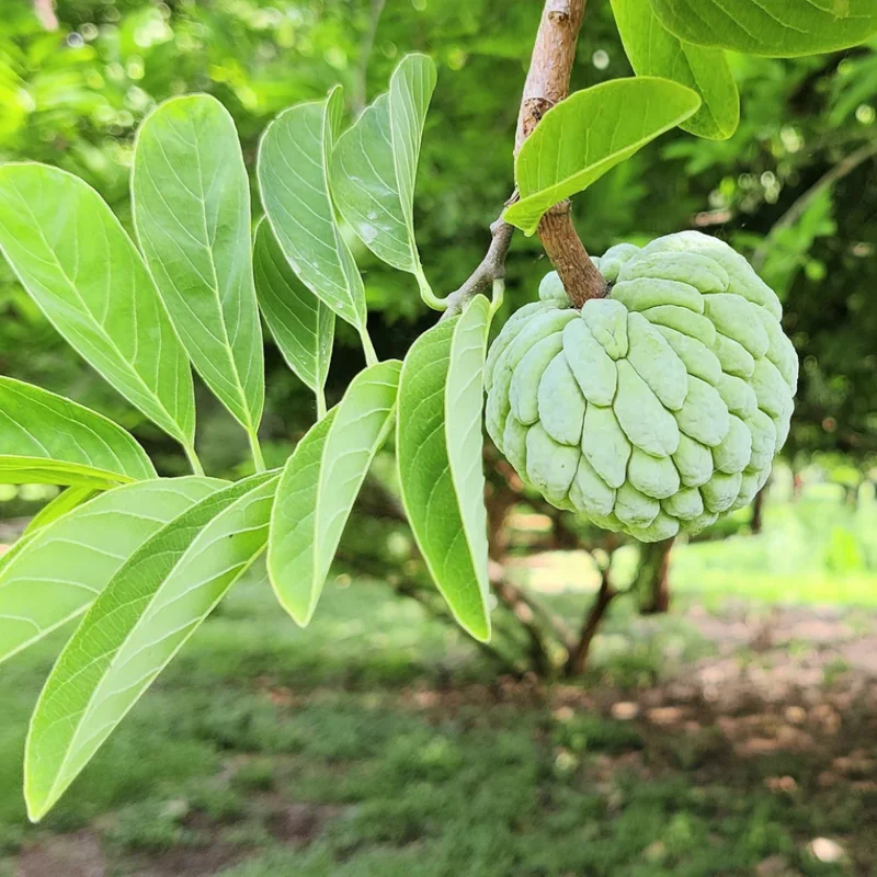 Sugar Apple Plant Live, 12-14 Inch Tall, Annona Squamosa Sugar Apple Tree, Sweetsop Fruit Tree for Growing in Half-Gallon Pot Outdoors