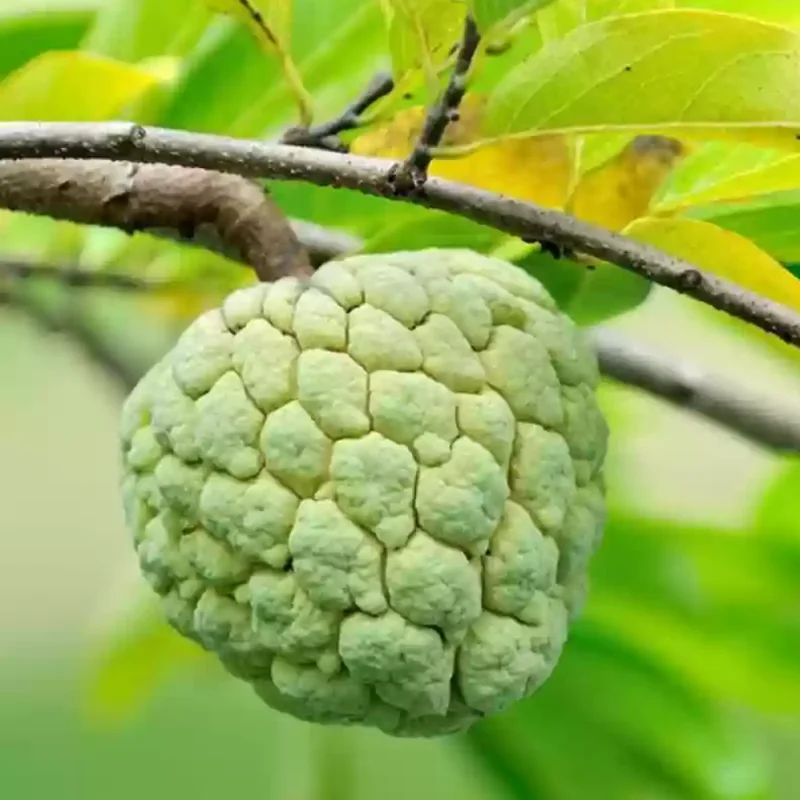 Sugar Apple Plant Live, 12-14 Inch Tall, Annona Squamosa Sugar Apple Tree, Sweetsop Fruit Tree for Growing in Half-Gallon Pot Outdoors