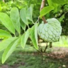 Annona Squamosa Sugar Apple Tree Live, 12-14 Inch Tall, Sweetsop Sugar Apple for Planting, Half-Gallon Pot for Fruit Tree Gardening