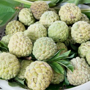 Annona Squamosa Sugar Apple Tree Live, 12-14 Inch Tall, Sweetsop Sugar Apple for Planting, Half-Gallon Pot for Fruit Tree Gardening