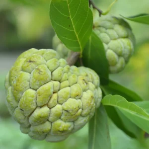 Sugar Apple Plant Live, 12-14 Inch Tall, Annona Squamosa Sugar Apple Tree, Sweetsop Fruit Tree for Growing in Half-Gallon Pot Outdoors