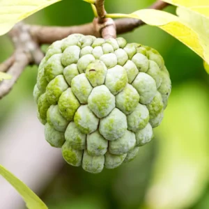 Annona Squamosa Sugar Apple Tree Live, 12-14 Inch Tall, Sweetsop Sugar Apple for Planting, Half-Gallon Pot for Fruit Tree Gardening
