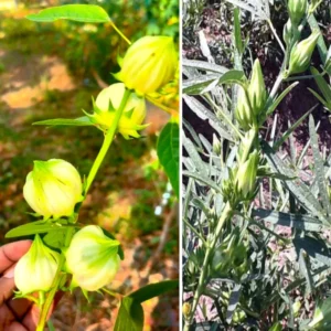 Roselle Hibiscus Plant Live, Hibiscus Sabdariffa, 6-12 Inch Tall, Jamaican Sorrel Cranberry Hibiscus, 4-Inch Pot for Gardening and Landscaping