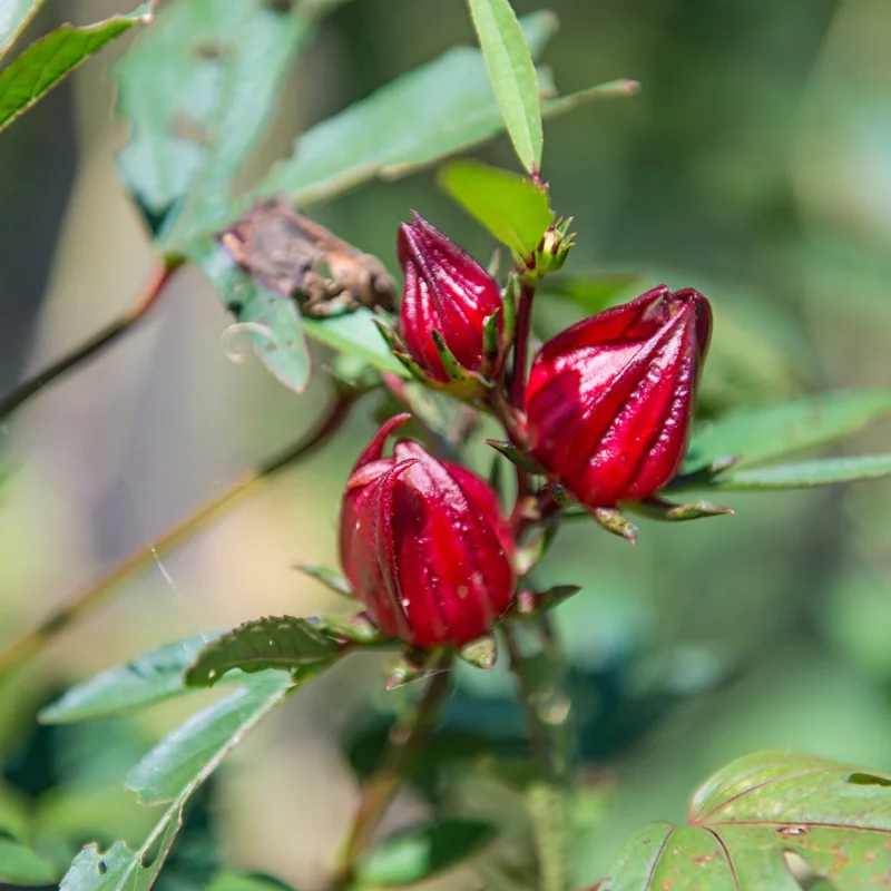 Roselle Hibiscus Plant Live, Hibiscus Sabdariffa, 6-12 Inch Tall, Jamaican Sorrel Cranberry Hibiscus, 4-Inch Pot for Gardening and Landscaping
